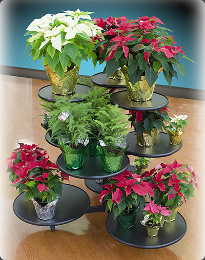 Plant Display